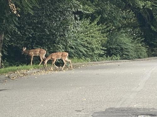 deer