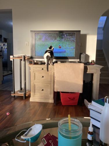 Cat TV